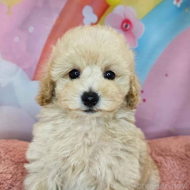 販売中の愛知県のミックス犬-403017の34枚目