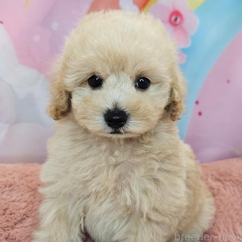 販売中の愛知県のミックス犬-403017の33枚目