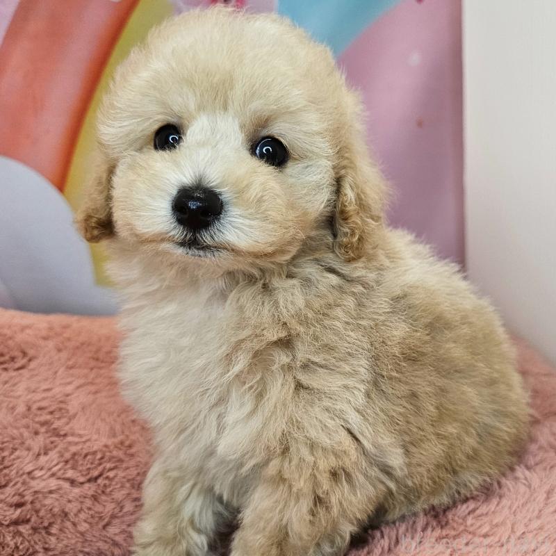 販売中の愛知県のミックス犬-403017の32枚目