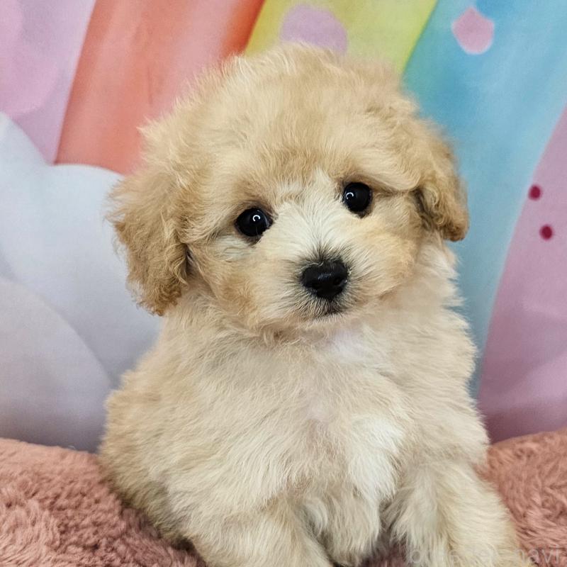 成約済の愛知県のミックス犬-403023の15枚目