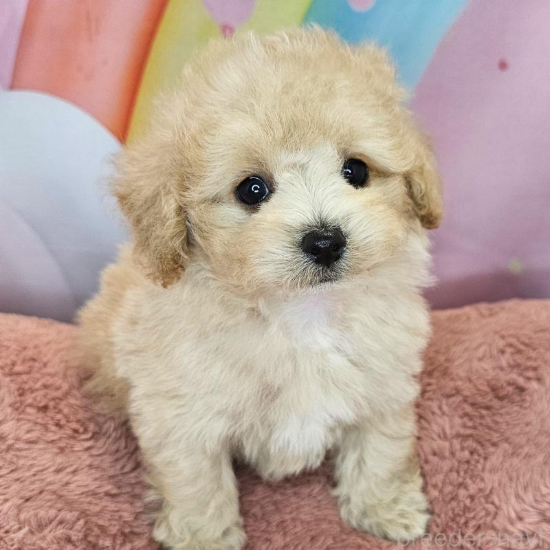 成約済の愛知県のミックス犬-403023の14枚目