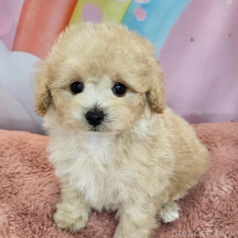 成約済の愛知県のミックス犬-403023の11枚目