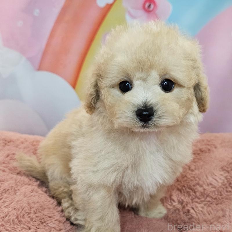 成約済の愛知県のミックス犬-403023の8枚目