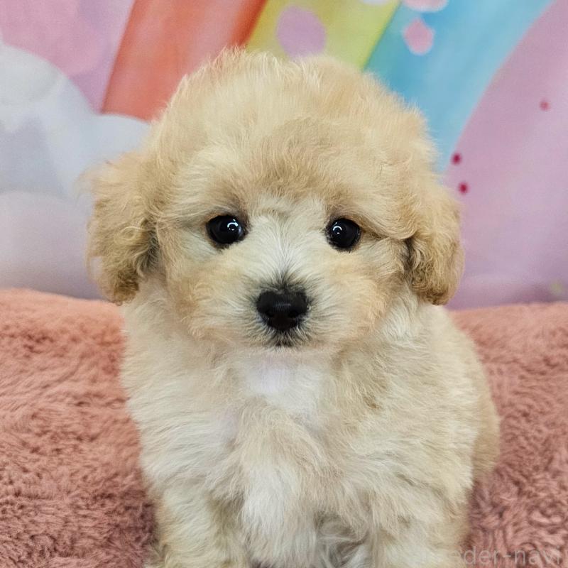 成約済の愛知県のミックス犬-403023の7枚目