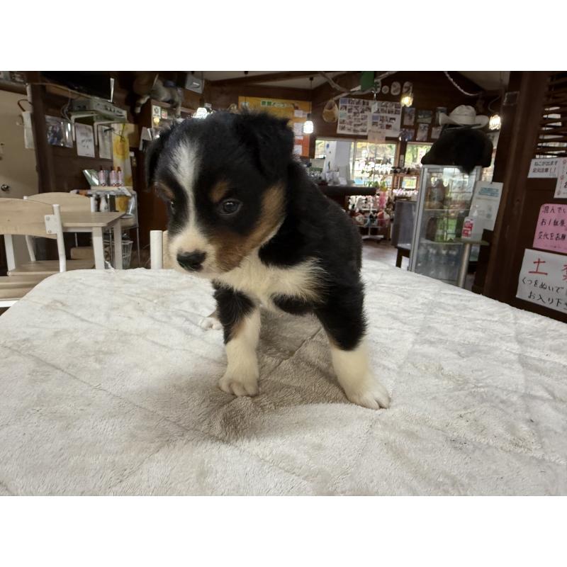販売中の長野県のボーダーコリー-414451の8枚目
