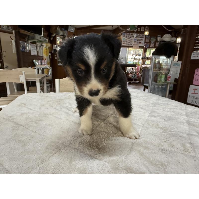 販売中の長野県のボーダーコリー-414451の7枚目