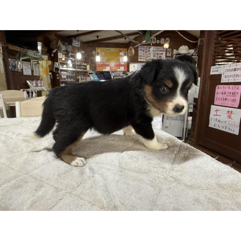 販売中の長野県のボーダーコリー-414451の6枚目