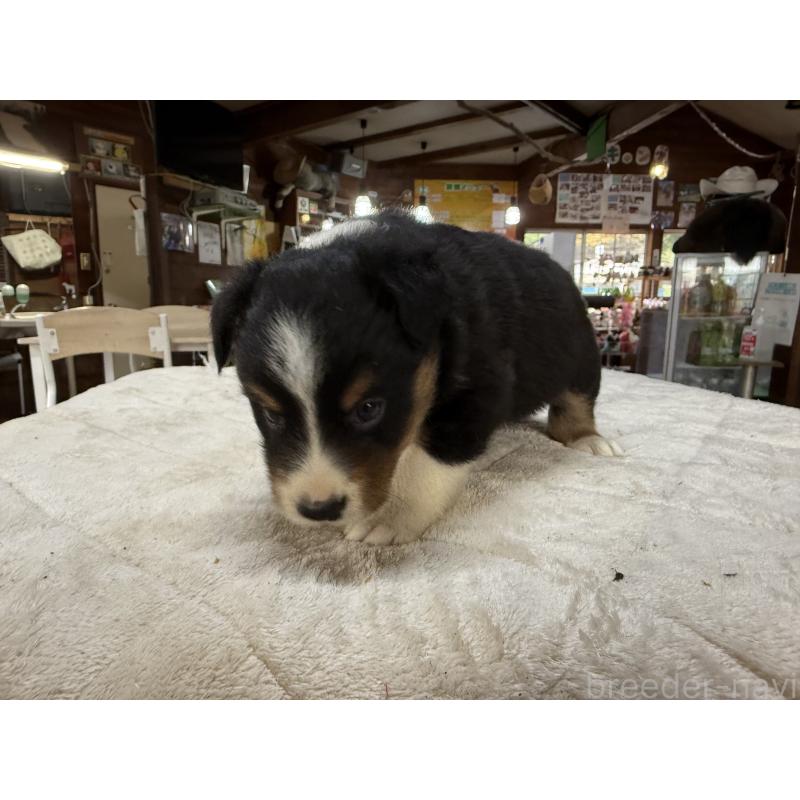 販売中の長野県のボーダーコリー-414451の5枚目