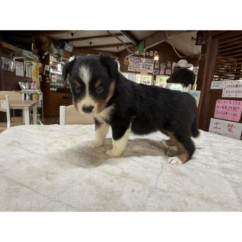 販売中の長野県のボーダーコリー-414451の4枚目