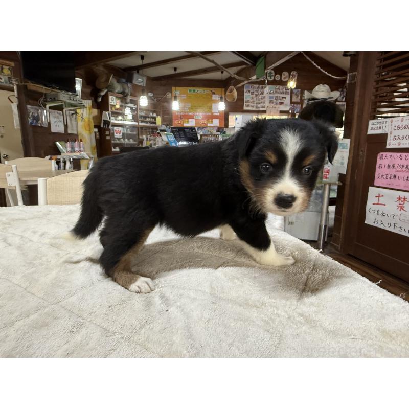 販売中の長野県のボーダーコリー-414451の2枚目