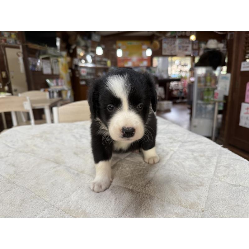 販売中の長野県のボーダーコリー-414452の8枚目