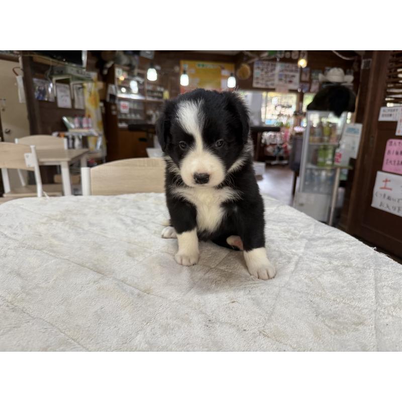 販売中の長野県のボーダーコリー-414452の6枚目
