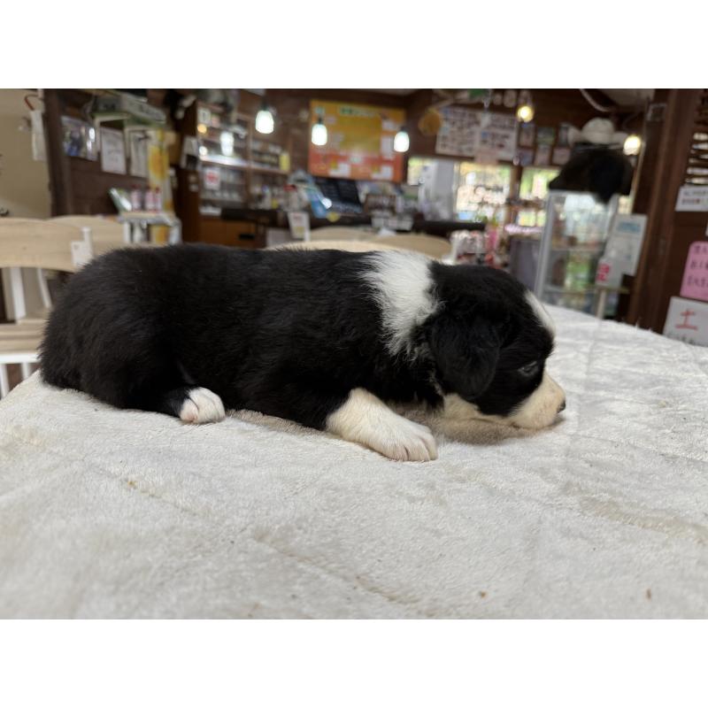 販売中の長野県のボーダーコリー-414452の5枚目