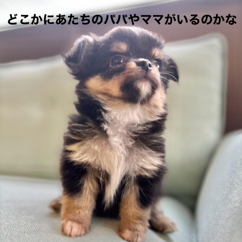 販売中の石川県のチワワ(ロングコート)-414453の6枚目