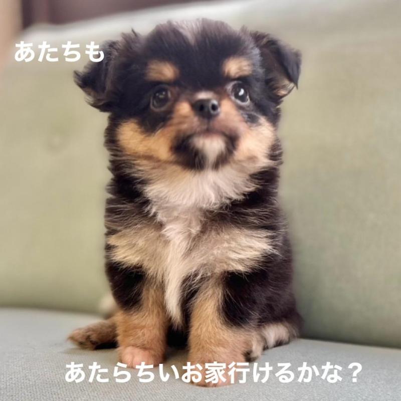 販売中の石川県のチワワ(ロングコート)-414453の2枚目