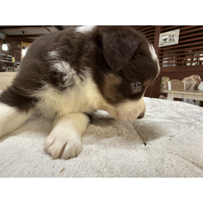 販売中の長野県のボーダーコリー-414456の8枚目