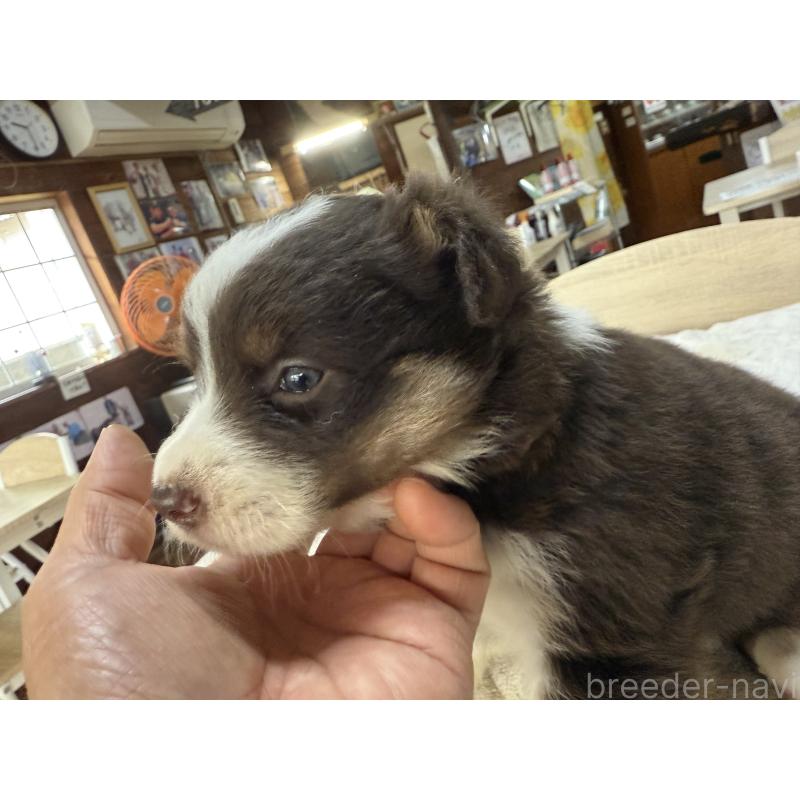 販売中の長野県のボーダーコリー-414456の7枚目