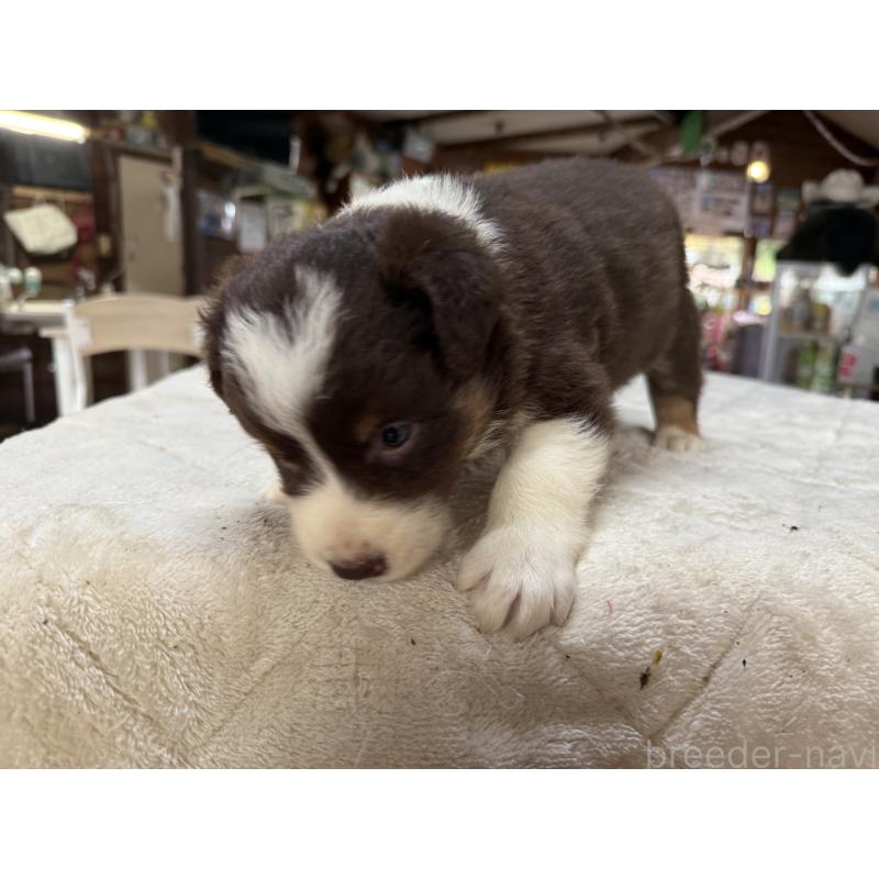 販売中の長野県のボーダーコリー-414456の4枚目