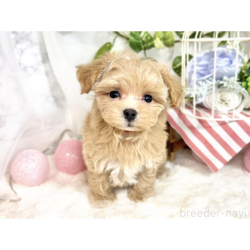 成約済の滋賀県のマルプー:マルチーズ×トイプードル-413365の4枚目