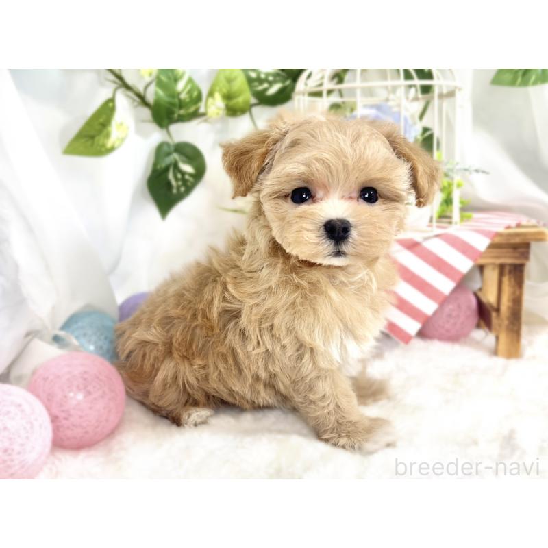 成約済の滋賀県のマルプー:マルチーズ×トイプードル-413365の3枚目