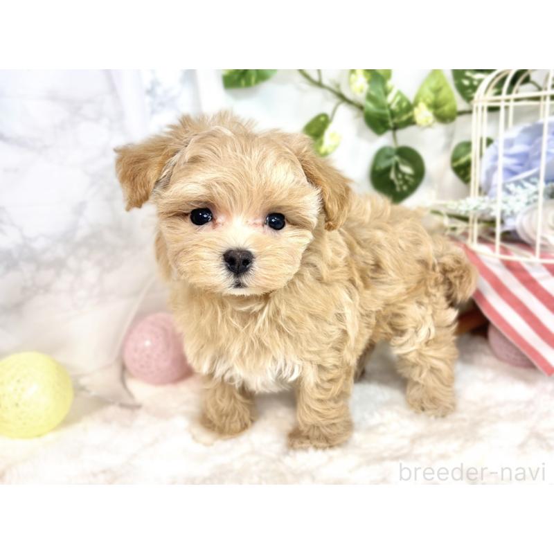 成約済の滋賀県のマルプー:マルチーズ×トイプードル-413365の2枚目