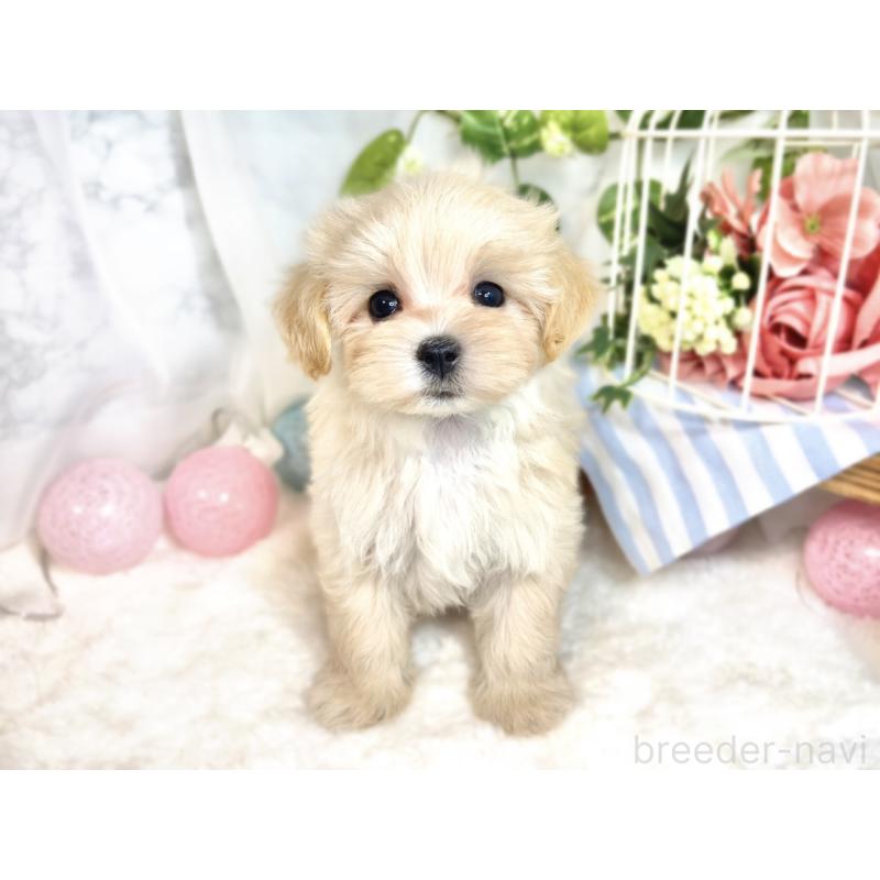 成約済の滋賀県のマルプー:マルチーズ×トイプードル-413366の4枚目