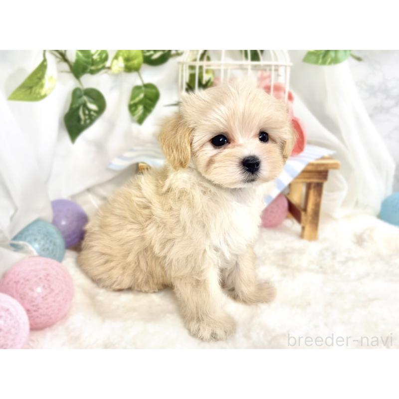 成約済の滋賀県のマルプー:マルチーズ×トイプードル-413366の3枚目