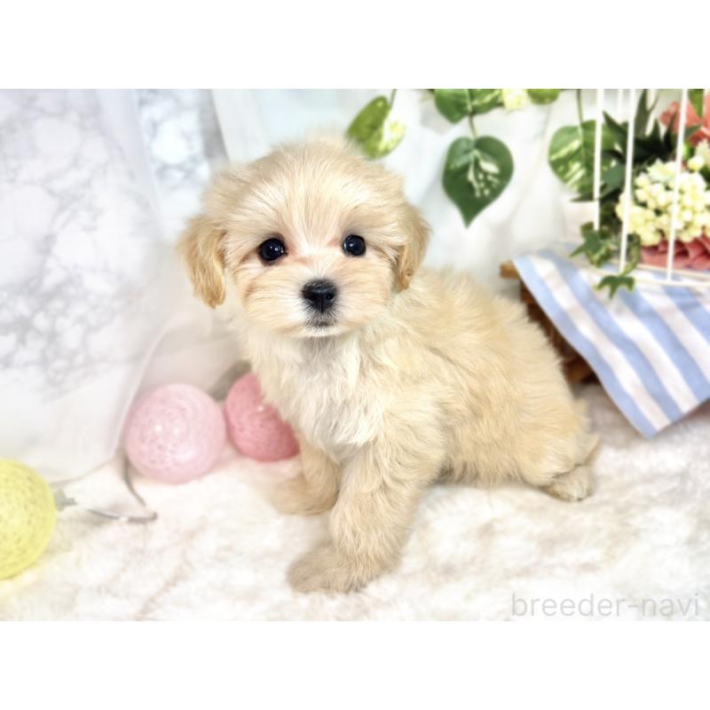 成約済の滋賀県のマルプー:マルチーズ×トイプードル-413366の2枚目