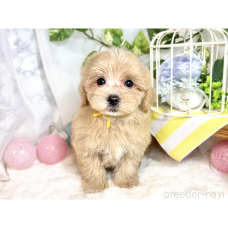 成約済の滋賀県のマルプー:マルチーズ×トイプードル-413367の3枚目