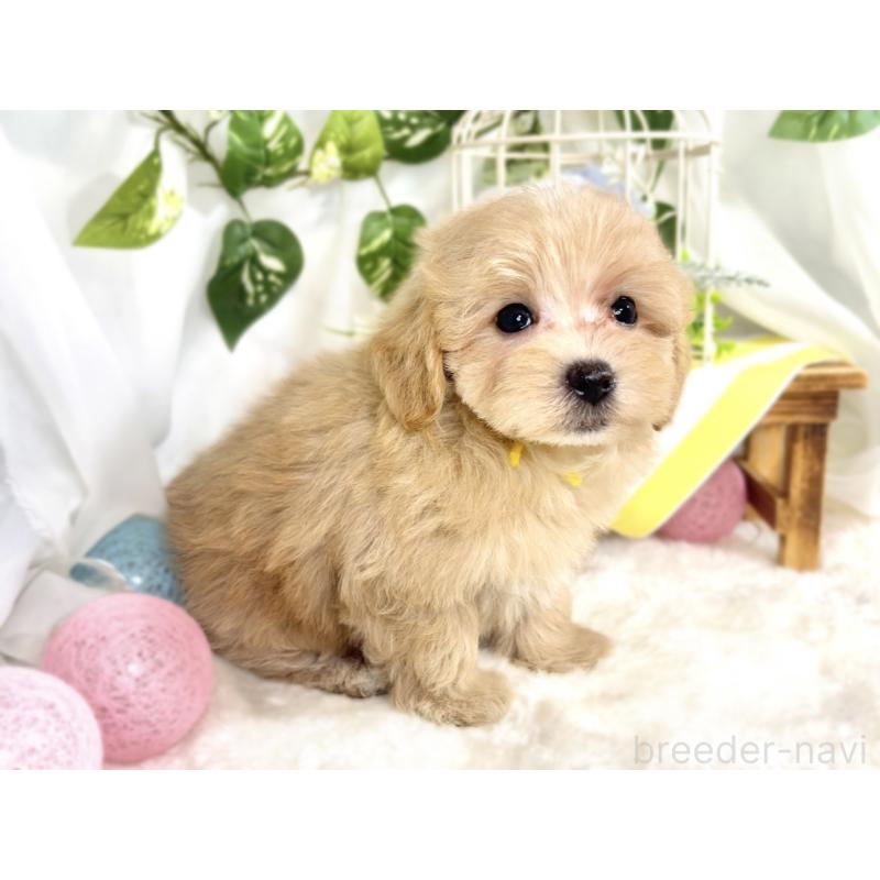 成約済の滋賀県のマルプー:マルチーズ×トイプードル-413367の2枚目