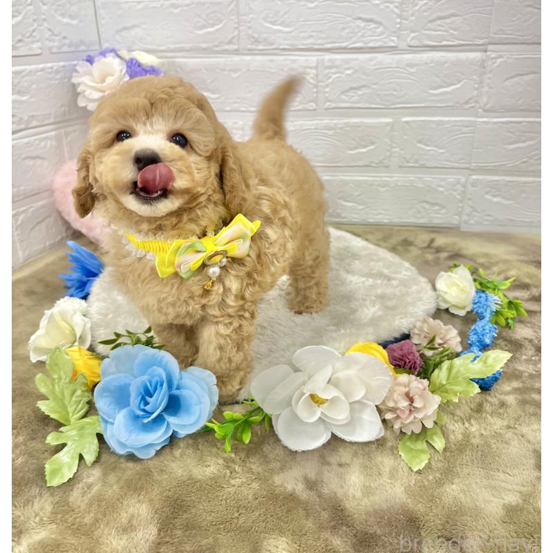 成約済の愛知県のタイニープードル-407168の4枚目