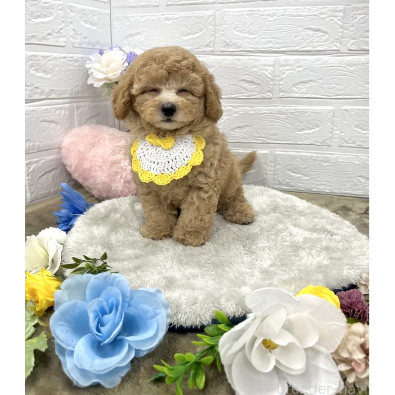 成約済の愛知県のタイニープードル-407168の3枚目