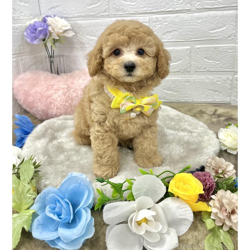 成約済の愛知県のタイニープードル-407168の2枚目