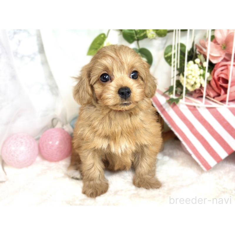 成約済の滋賀県のチワプー:チワワ×トイプードル-413361の4枚目