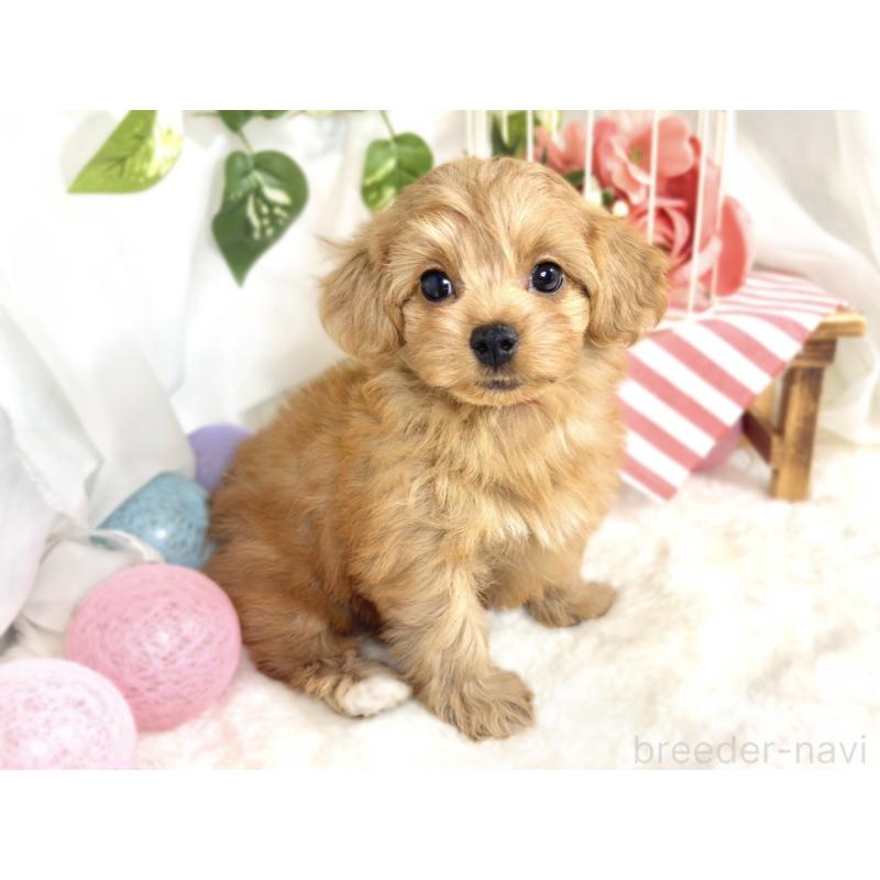 成約済の滋賀県のチワプー:チワワ×トイプードル-413361の3枚目