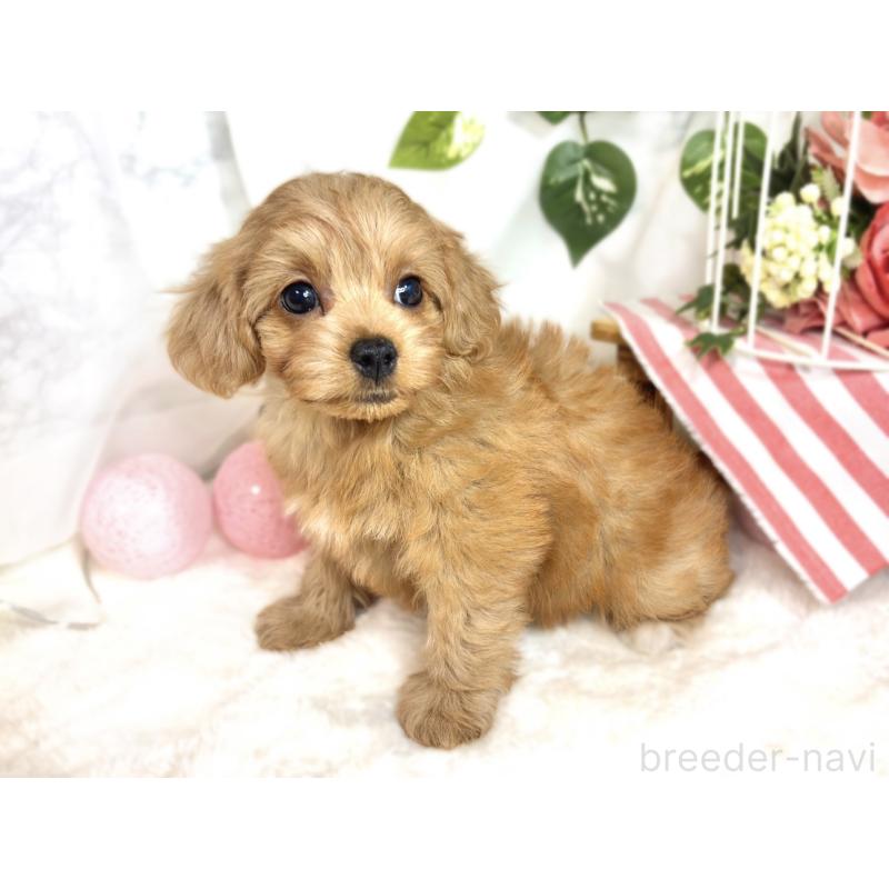 成約済の滋賀県のチワプー:チワワ×トイプードル-413361の2枚目