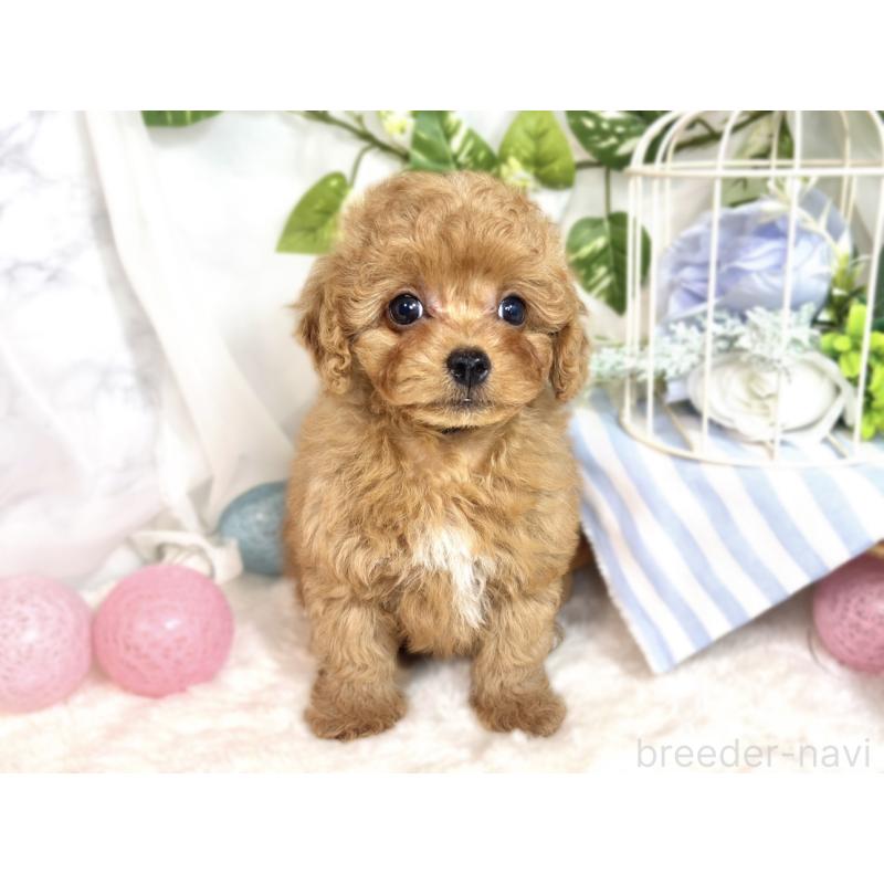 成約済の滋賀県のチワプー:チワワ×トイプードル-413362の4枚目