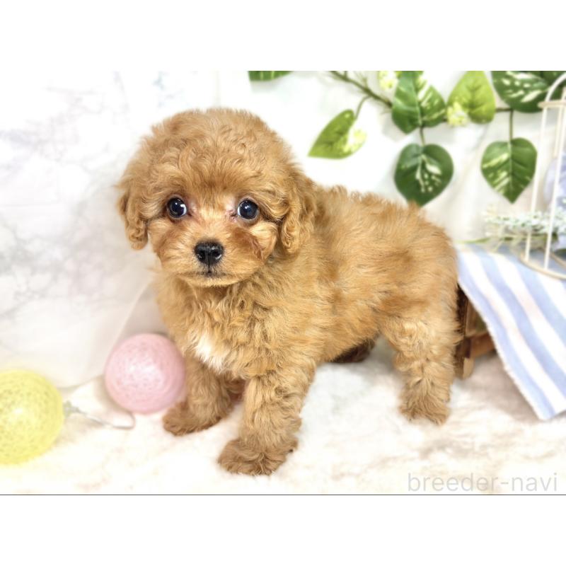 成約済の滋賀県のチワプー:チワワ×トイプードル-413362の2枚目