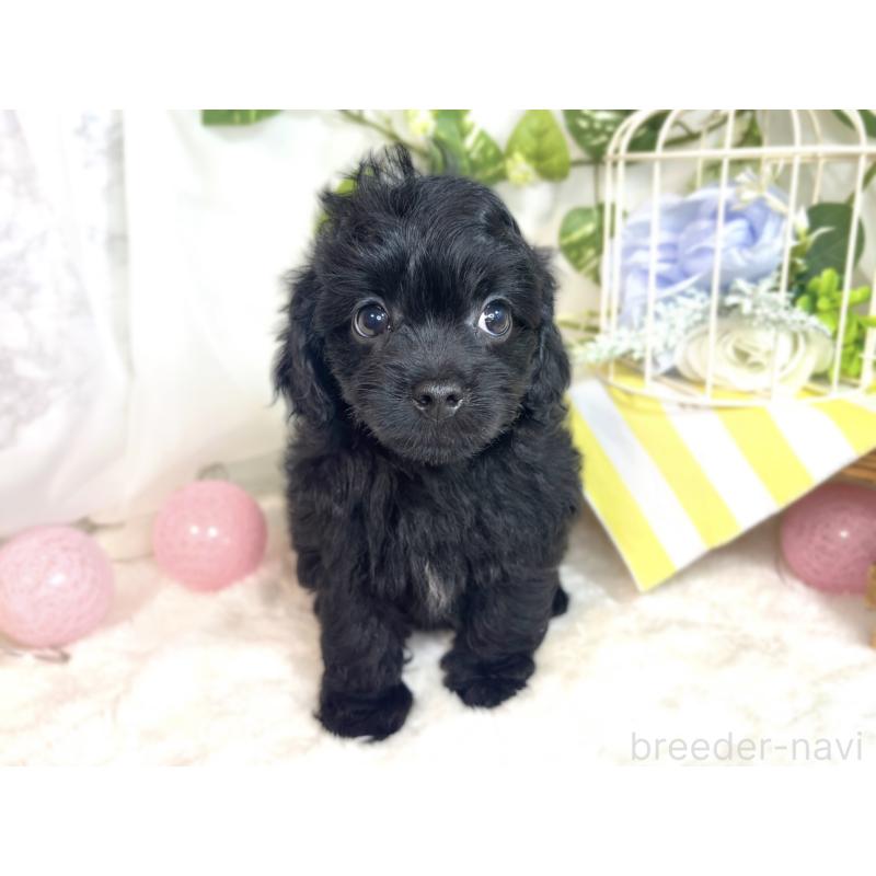 成約済の滋賀県のチワプー:チワワ×トイプードル-413363の4枚目