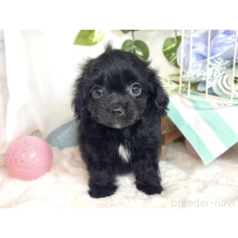 成約済の滋賀県のチワプー:チワワ×トイプードル-413364の4枚目