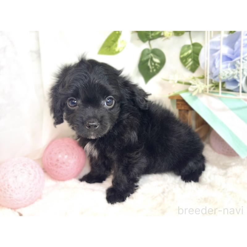 成約済の滋賀県のチワプー:チワワ×トイプードル-413364の3枚目