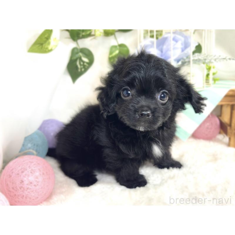 成約済の滋賀県のチワプー:チワワ×トイプードル-413364の2枚目