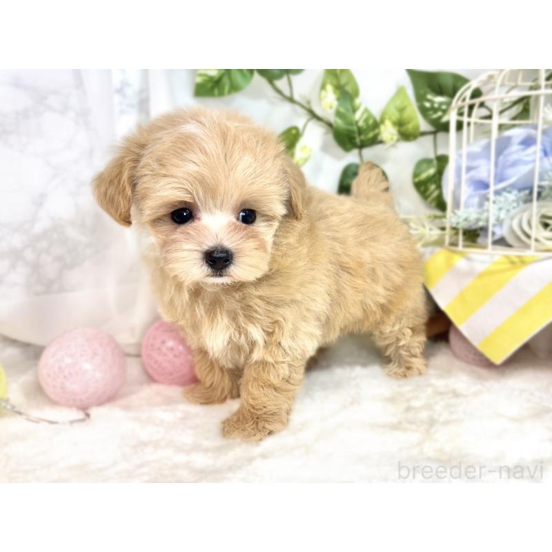 成約済の滋賀県のマルプー:マルチーズ×トイプードル-413841の2枚目