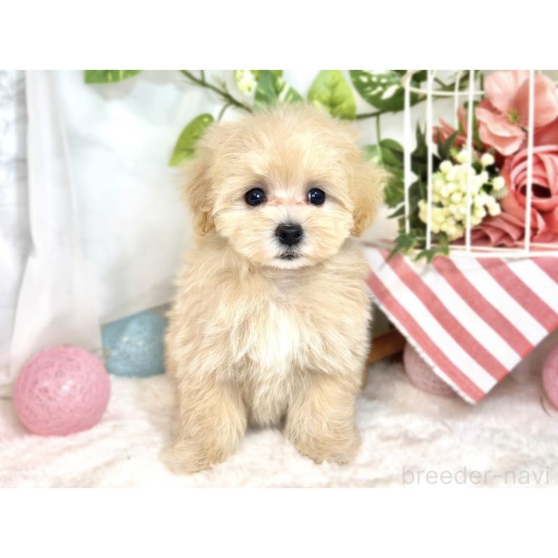 成約済の滋賀県のマルプー:マルチーズ×トイプードル-413834の4枚目