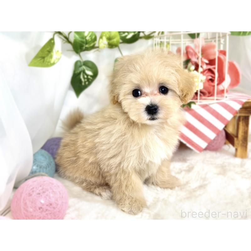 成約済の滋賀県のマルプー:マルチーズ×トイプードル-413834の3枚目