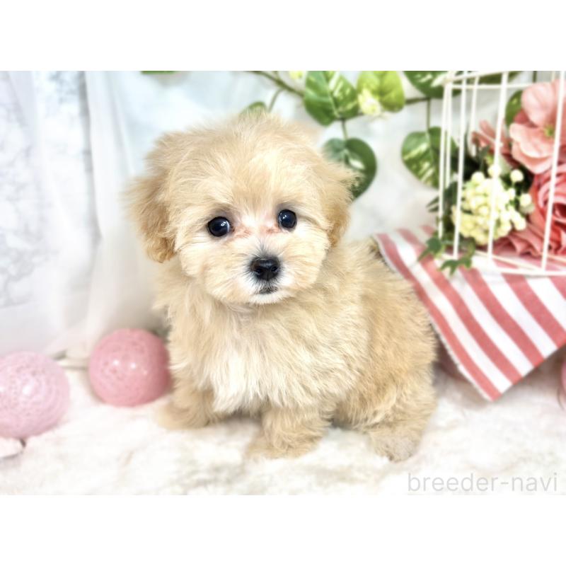 成約済の滋賀県のマルプー:マルチーズ×トイプードル-413834の2枚目