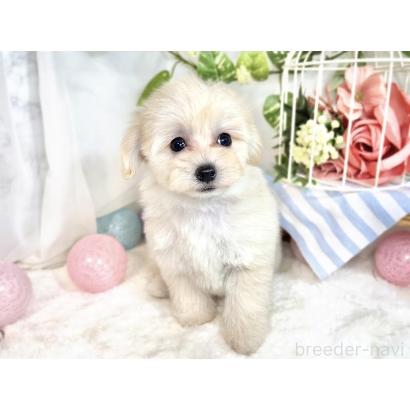 成約済の滋賀県のマルプー:マルチーズ×トイプードル-413836の4枚目