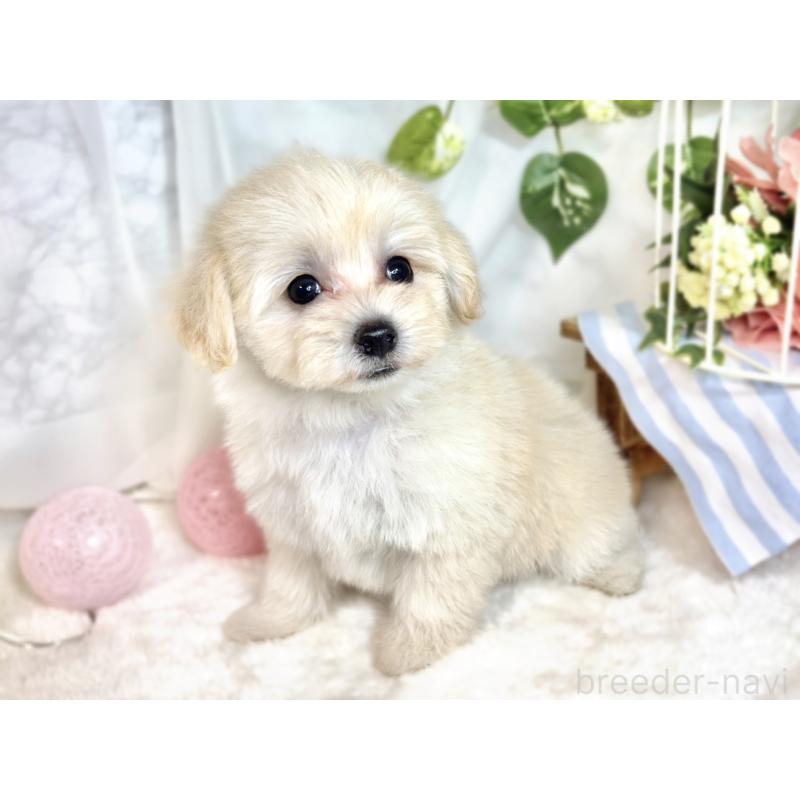 成約済の滋賀県のマルプー:マルチーズ×トイプードル-413836の3枚目