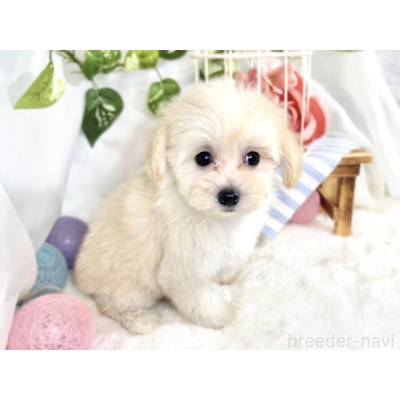 成約済の滋賀県のマルプー:マルチーズ×トイプードル-413836の2枚目