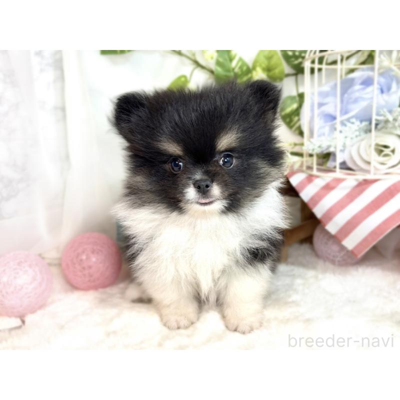 成約済の滋賀県のポメラニアン-413313の4枚目